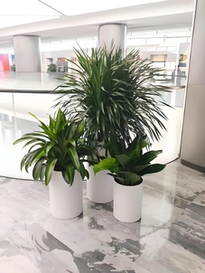 精选宁波北仑盆景租赁方案，营造独特室内景致